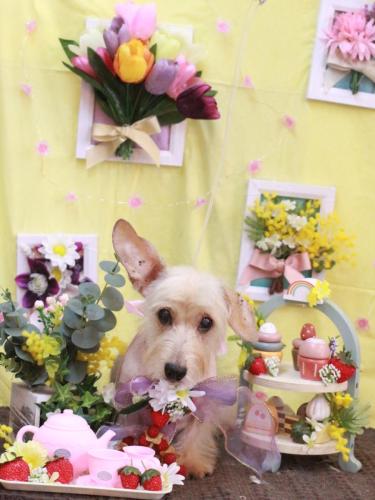 20230309ざらめちゃん